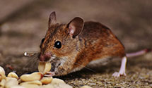 24 Hour & Emergency Exterminators in Ryer Island, CA